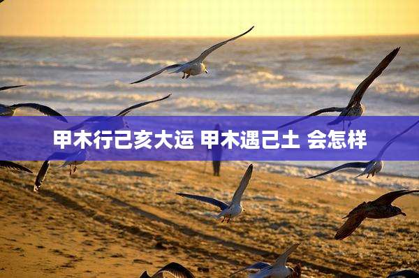甲木行己亥大运 甲木遇己土 会怎样