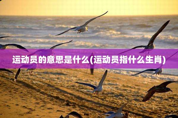 运动员的意思是什么(运动员指什么生肖)
