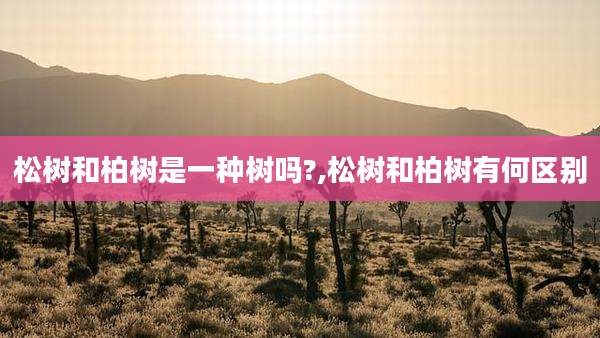 松树和柏树是一种树吗?,松树和柏树有何区别
