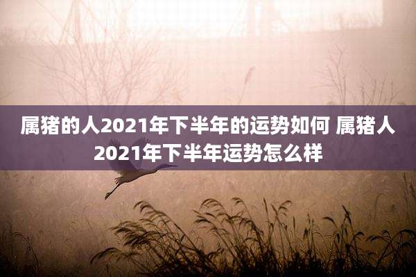 属猪的人2021年下半年的运势如何 属猪人2021年下半年运势怎么样