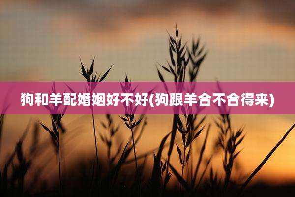狗和羊配婚姻好不好(狗跟羊合不合得来)