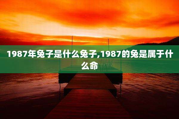 1987年兔子是什么兔子,1987的兔是属于什么命