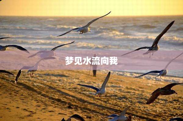 梦见水流向我
