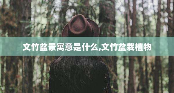 文竹盆景寓意是什么,文竹盆栽植物