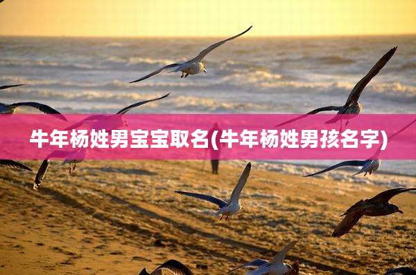 牛年杨姓男宝宝取名(牛年杨姓男孩名字)
