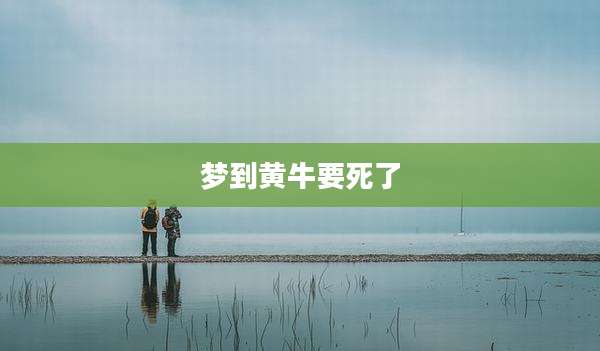 梦到黄牛要死了