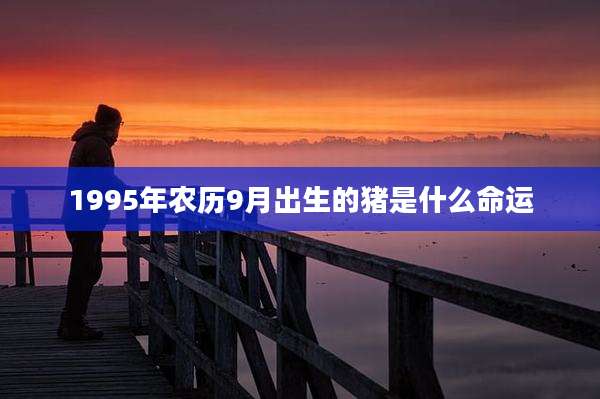 1995年农历9月出生的猪是什么命运