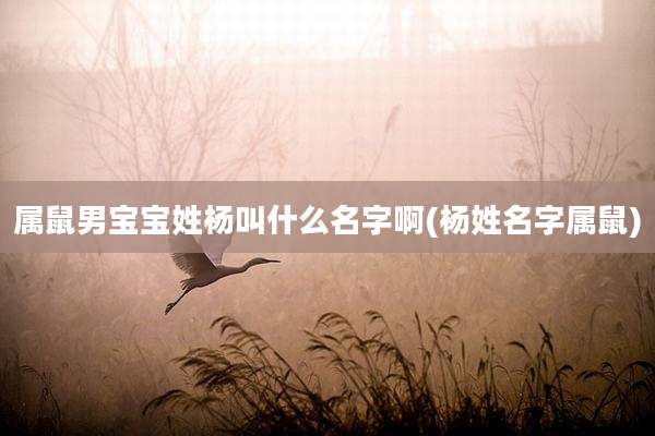 属鼠男宝宝姓杨叫什么名字啊(杨姓名字属鼠)