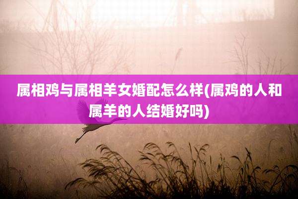 属相鸡与属相羊女婚配怎么样(属鸡的人和属羊的人结婚好吗)