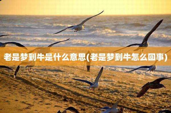 老是梦到牛是什么意思(老是梦到牛怎么回事)