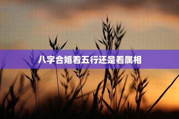 八字合婚看五行还是看属相