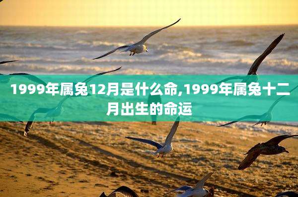 1999年属兔12月是什么命,1999年属兔十二月出生的命运