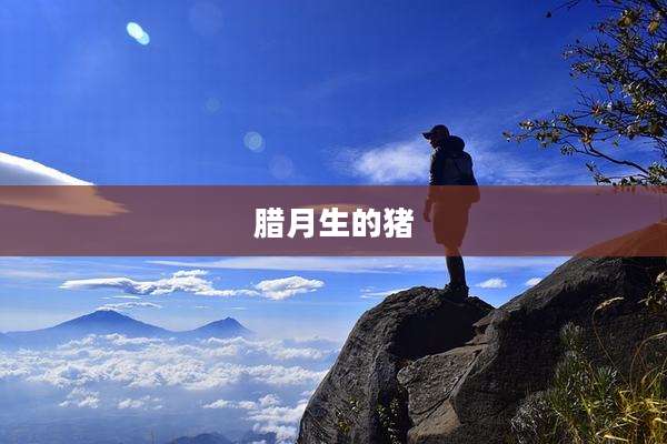 腊月生的猪