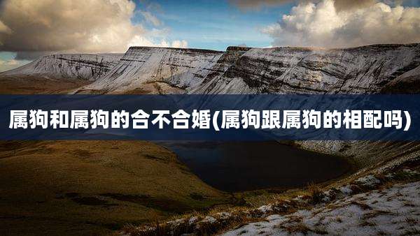 属狗和属狗的合不合婚(属狗跟属狗的相配吗)