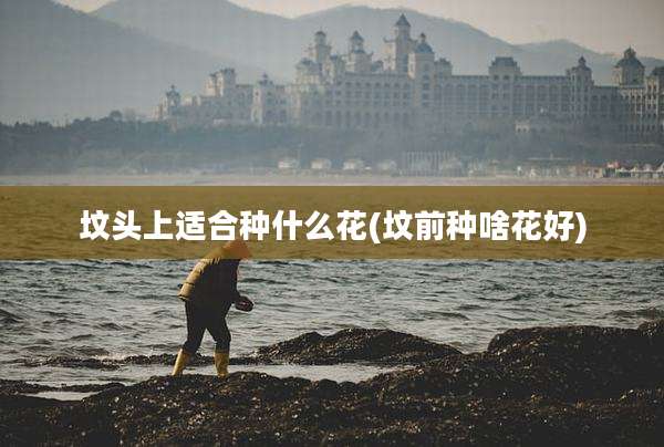 坟头上适合种什么花(坟前种啥花好)