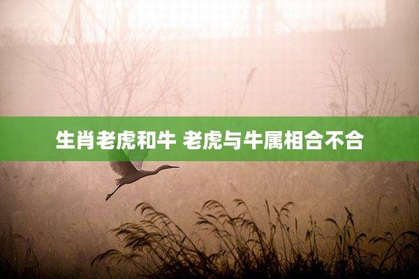 生肖老虎和牛 老虎与牛属相合不合