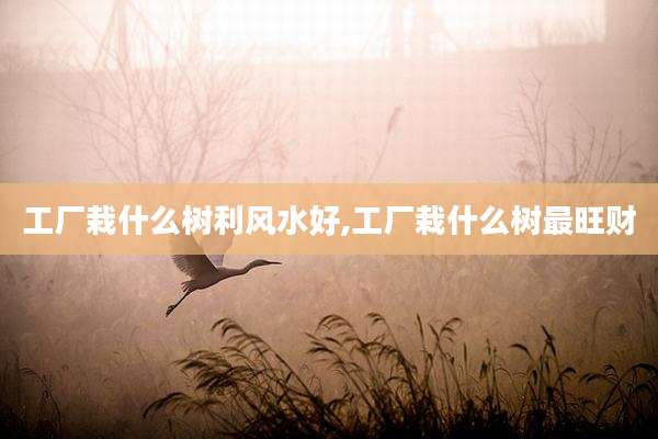 工厂栽什么树利风水好,工厂栽什么树最旺财