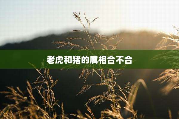 老虎和猪的属相合不合
