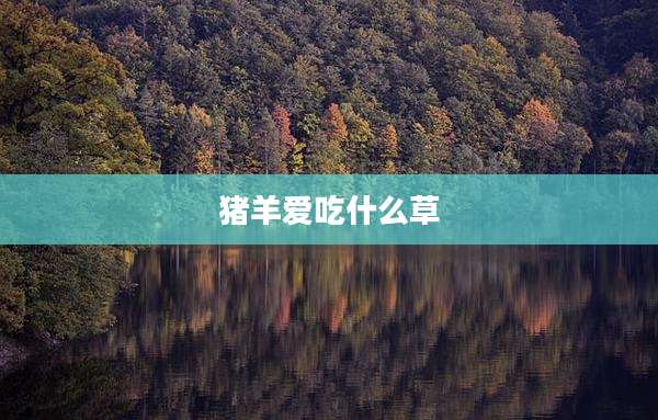 猪羊爱吃什么草