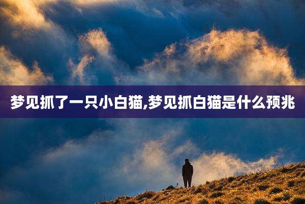 梦见抓了一只小白猫,梦见抓白猫是什么预兆