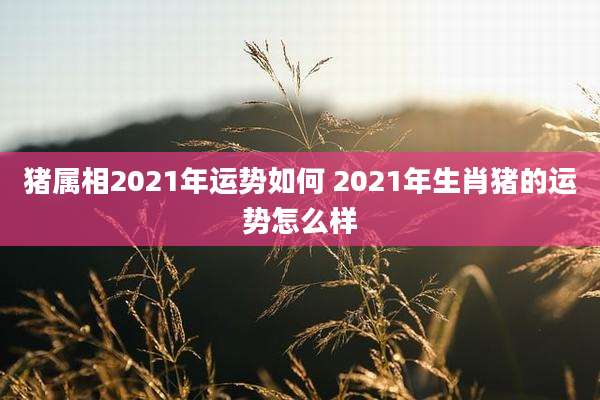 猪属相2021年运势如何 2021年生肖猪的运势怎么样