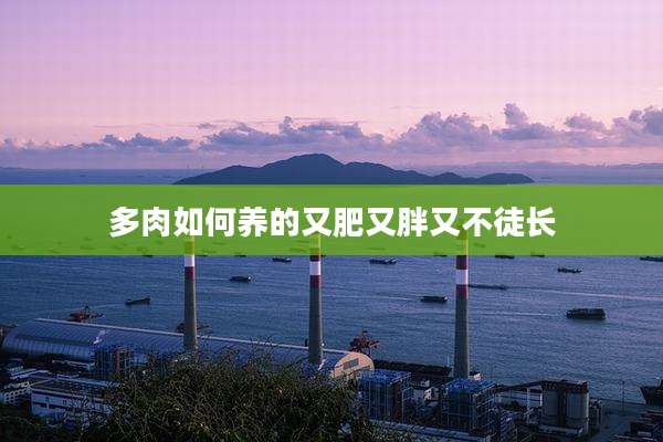 多肉如何养的又肥又胖又不徒长