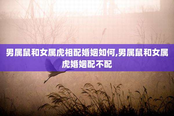 男属鼠和女属虎相配婚姻如何,男属鼠和女属虎婚姻配不配