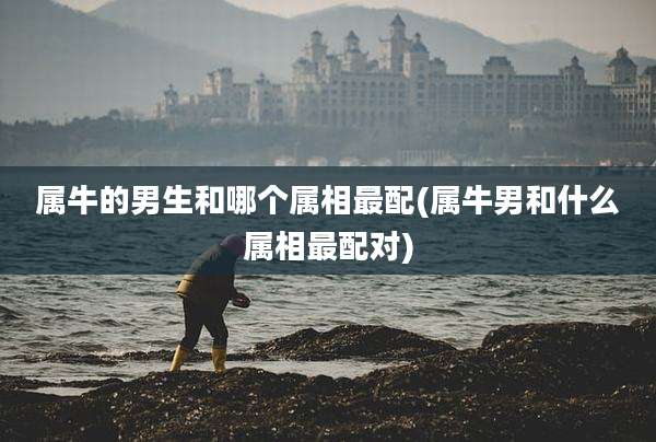 属牛的男生和哪个属相最配(属牛男和什么属相最配对)