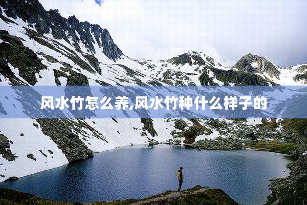 风水竹怎么养,风水竹种什么样子的