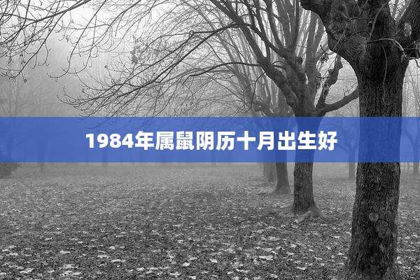 1984年属鼠阴历十月出生好