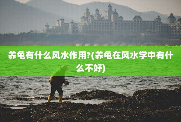 养龟有什么风水作用?(养龟在风水学中有什么不好)