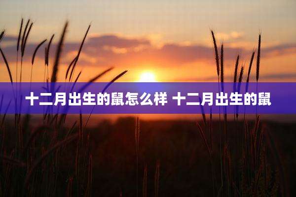 十二月出生的鼠怎么样 十二月出生的鼠