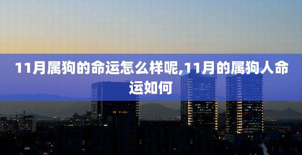 11月属狗的命运怎么样呢,11月的属狗人命运如何