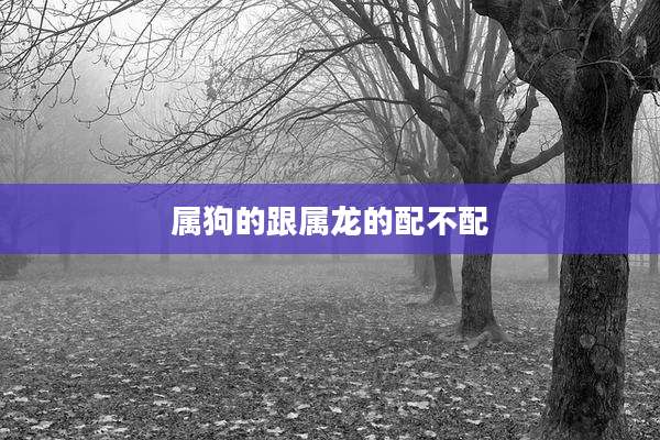 属狗的跟属龙的配不配