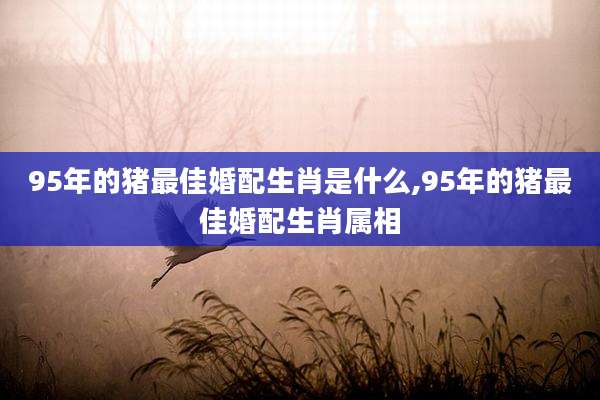 95年的猪最佳婚配生肖是什么,95年的猪最佳婚配生肖属相