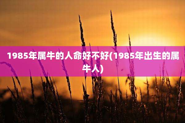 1985年属牛的人命好不好(1985年出生的属牛人)