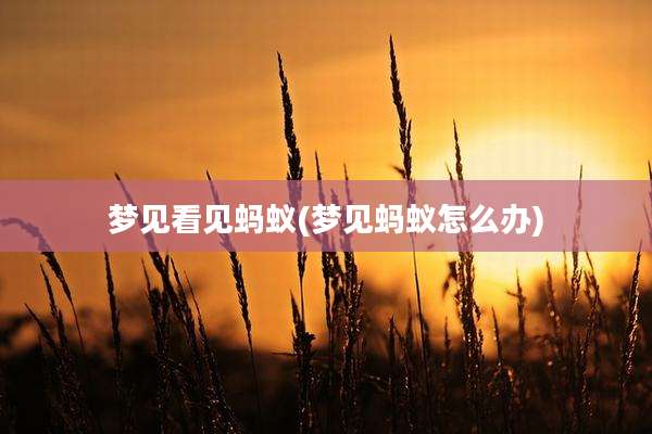 梦见看见蚂蚁(梦见蚂蚁怎么办)
