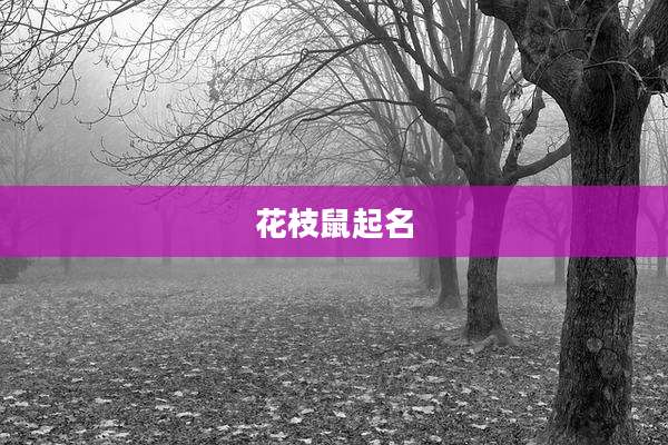 花枝鼠起名