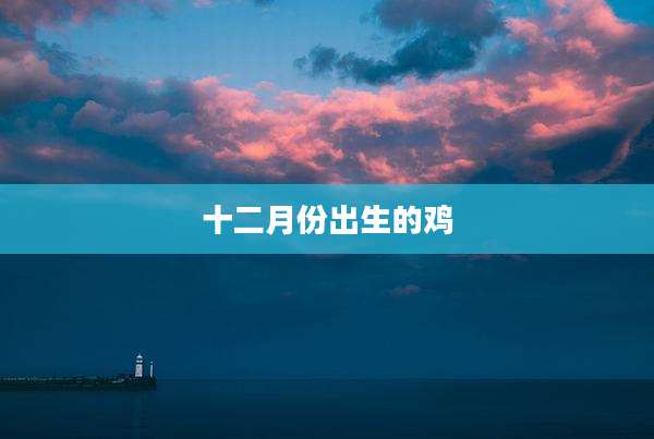 十二月份出生的鸡