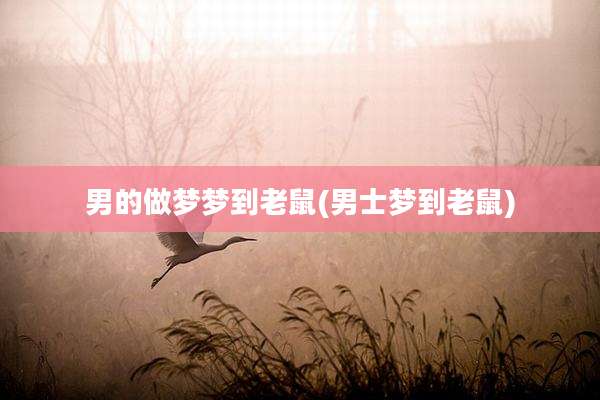 男的做梦梦到老鼠(男士梦到老鼠)