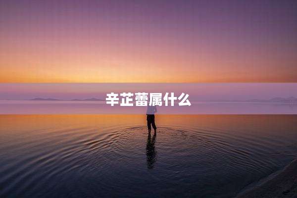 辛芷蕾属什么