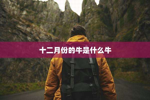 十二月份的牛是什么牛