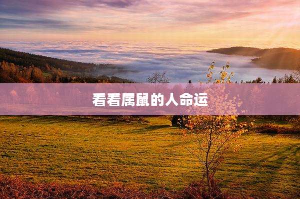 看看属鼠的人命运