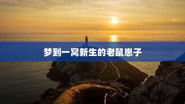 梦到一窝新生的老鼠崽子