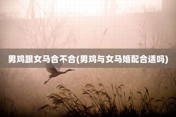 男鸡跟女马合不合(男鸡与女马婚配合适吗)