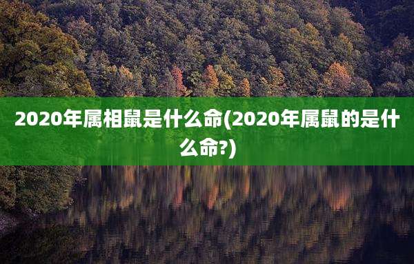 2020年属相鼠是什么命(2020年属鼠的是什么命?)