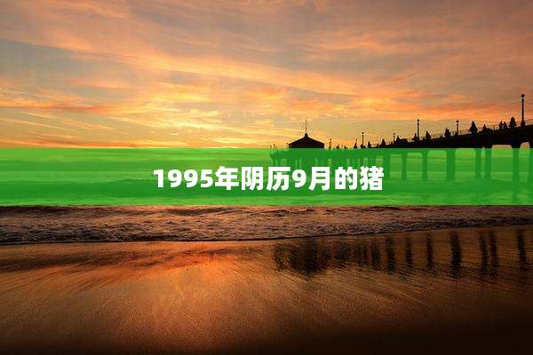 1995年阴历9月的猪