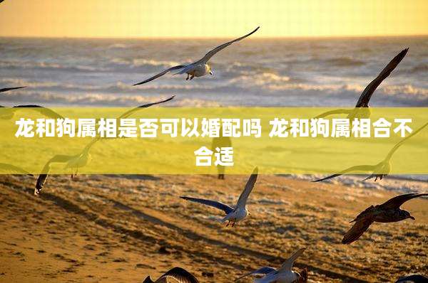 龙和狗属相是否可以婚配吗 龙和狗属相合不合适