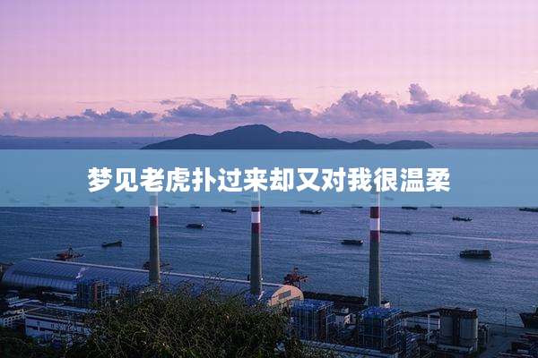 梦见老虎扑过来却又对我很温柔