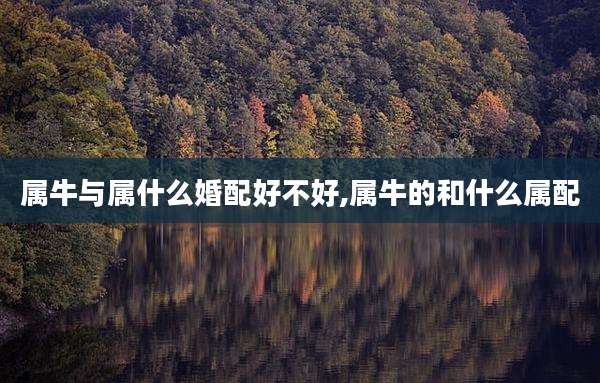 属牛与属什么婚配好不好,属牛的和什么属配